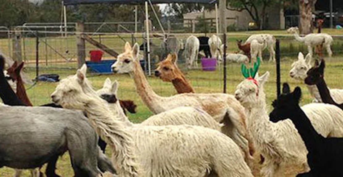 Alpacas