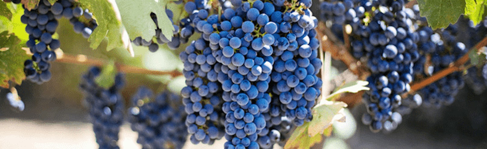 Slip And Fall Grape Story Min 0