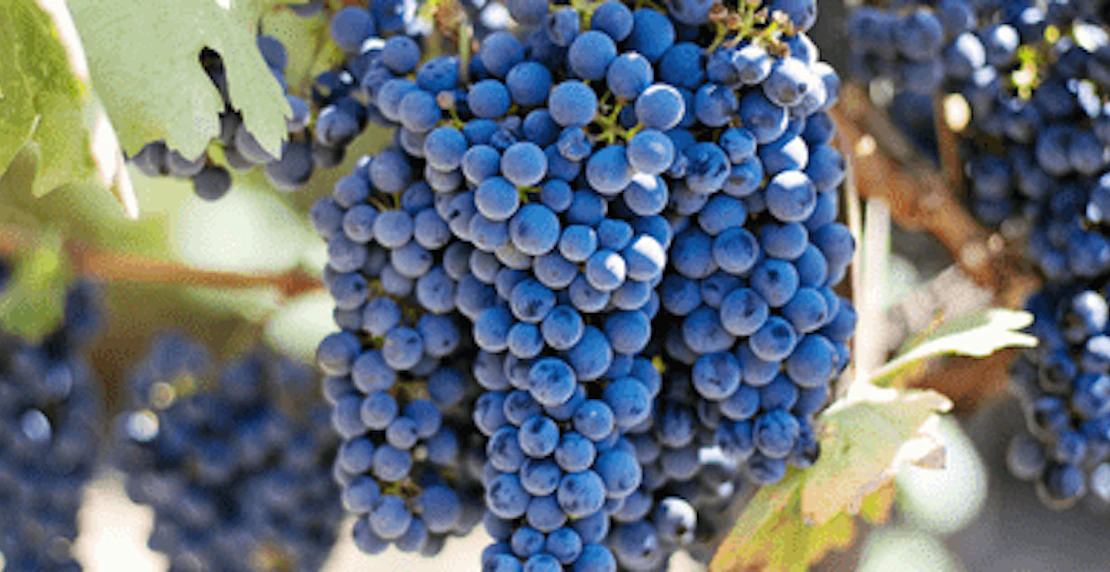 Slip And Fall Grape Story Min 0