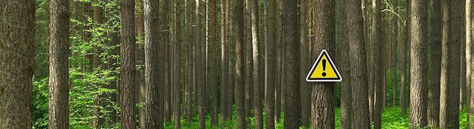 Trees