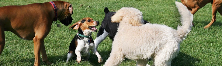Group of dogs in a park